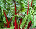 Ruby Red Swiss Chard Seeds 50 Heat Tolerant Salad Greens Garden Fast Shi... - $8.99