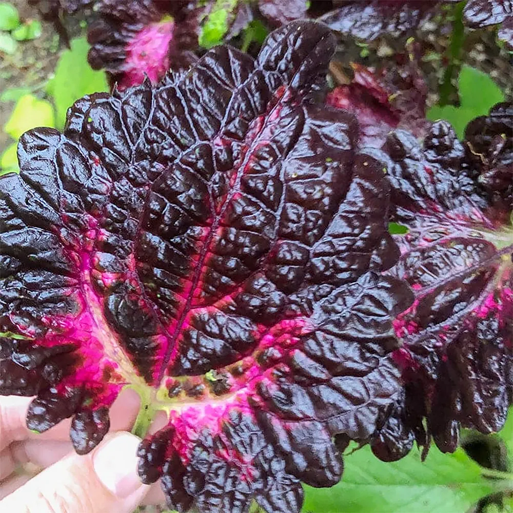 100 Daji Series Coleus Seeds Striking Black Leaves with Red and Magenta ... - £3.95 GBP