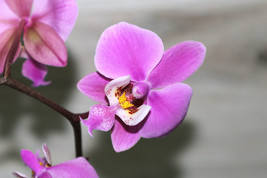 PHALAENOPSIS SCHILLERIANA SMALL ORCHID MOUNTED - $41.65