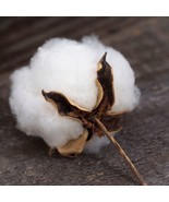 VCS Incredible Cotton Bush Flowering Educational Fun Kids 5 Seeds Arts &amp;... - $20.30 CAD