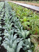 BPA 1500 Seeds Lacinato Kale Dinosaur Tuscan Black Brassica Oleracea VegetableFr - $9.90