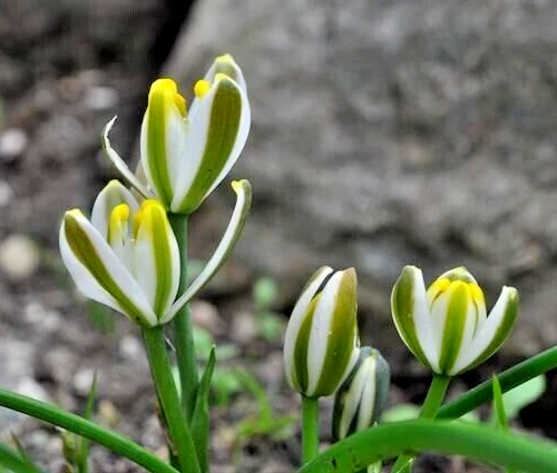 Succulent Albuca Humilis 5 Live Plant Bulbs Green White Unique Moon Gard... - $21.61