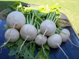 3500 seeds, 1/4-oz SHOGOIN Japanese White Turnip seeds  - $13.68