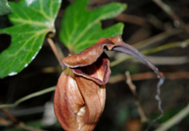 5 Pc Seeds Aristolochia Macroura Ortega Flower, Aristolochia Seeds for Planting  - £36.92 GBP