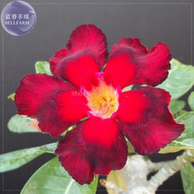 2 Seeds Abysmal Sea Adenium Desert Rose Big Headed Fire Red &amp; Red Black Petals - $6.19