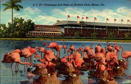 Picture POSTCARD- Flamingos And Nests At Hialeah Park, Fl BK31 - £2.35 GBP