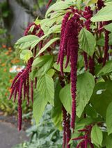 Amaranth Love Lies Bleeding Seeds, Inca Wheat, Tassel Flower, NON-GMO, F... - $2.20 CAD+