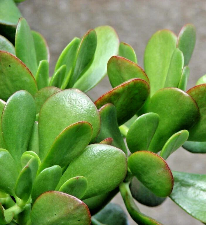 Succulent Crassula Ovata Green Jade Money Plant Tree 3 Live 4&quot; Unrooted ... - $475.91 MXN