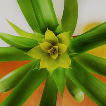Bromeliad Guzmania in Self-Watering Planter, Live Plant, Red Yellow, 3" Pot image 4