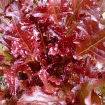 Lettuce Red Salad 100 Vegetable Seeds - £6.24 GBP