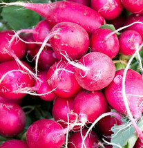 Pink Celebration Radish Seeds Raphanus Sativus Radishes Daikon New Color  - £2.34 GBP
