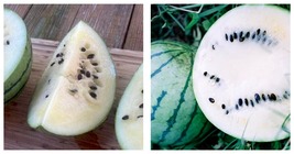 9 Seeds Cream Of Saskatchewan Watermelon Seeds Garden Seeds FREE SHIP - £27.67 GBP