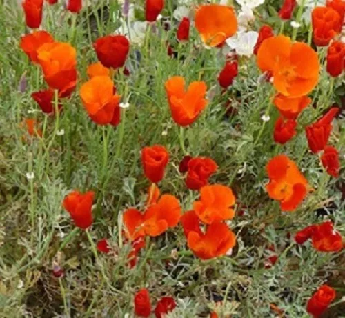 500 California Poppy Seeds Red Chief Poppy Nursery Seeds Fresh - £8.32 GBP
