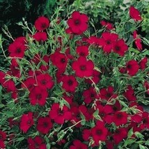 Flax Scarlet Linum Rubrum200 seeds   - £6.42 GBP