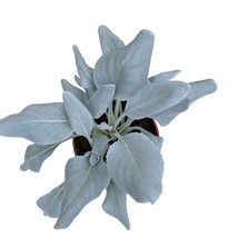 True White Sage Salvia Apiana Smudge Smudging Fresh Garden USA Shipping - £9.89 GBP