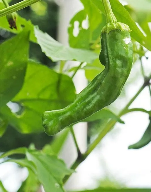 10 Shishito pepper seeds Spicy/hot pepper  - $11.50