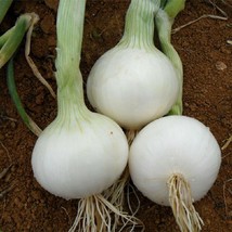 200 White Spanish Sweet Onion Seeds 2024 Heirloom Seed Usa Fresh Garden - £5.08 GBP