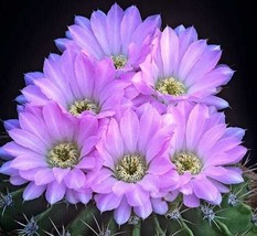 Acanthocalycium Violaceum Cactus Acanthocalycium Spiniflorum 15 Seeds Fresh Gard - £12.78 GBP