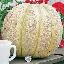 20 Gurneys Giant Cantaloupe Seeds New Fresh Seeds USA - $17.30