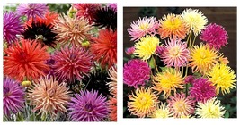 50 seeds Dahlia - Cactus Mix Seeds Fresh Garden Seeds - £17.57 GBP