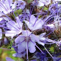 USA Seller Lacy Phacelia Seeds Fresh Organic Phacelia Tanacetifolia Seeds Purple - £10.45 GBP