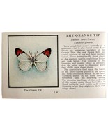 Orange Tip Butterfly 1934 Butterflies Of America Antique Insect Art PCBG14A - $19.99