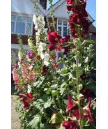  50 Heirloom Hollyhock Indian Spring Mix seeds - $4.69