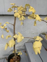 Ginkgo #13, exact plant, 4 years old. Shipped with roots wrapped. No soil - £73.71 GBP