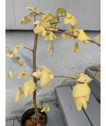 Ginkgo #13, exact plant, 4 years old. Shipped with roots wrapped. No soil - $125.82 CAD