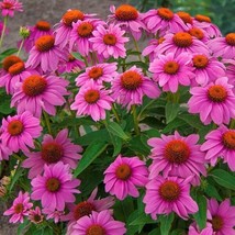 50 Wild Berry Coneflower Seeds Echinacea Flower Perennial Flowers Seed 1403 USA - £9.78 GBP