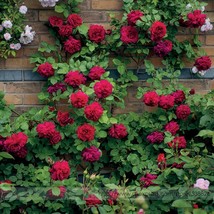 Tess Of The D Urbervilles Dark Red Climbing Rose Plant Flower Seeds Garden USA S - £8.42 GBP