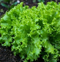 USA SELLER Black Seeded Simpson Green Leaf Lettuce Vegetable Spinach Free Shippi - $11.95