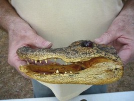 (G-Def-74) 6-1/8&quot; Deformed Gator Alligator Aligator Head Teeth Taxidermy Weird - £55.29 GBP