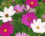 Cosmos   Tall Mixed Colors   200 Seeds Fast Shipping - $8.99