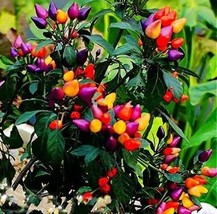 Heirloom Colorful Pot Tabasco Hot Pepper ornamental chili including 30 S... - $11.32