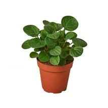 Peperomia &#39;Rana Verde&#39;-4&quot; Pot - $32.49