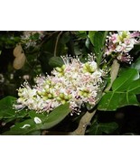VCS Schotia Latifolia Flowering African Tree Seeds Gorgeous Bush Boer Ga... - €13,68 EUR