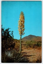 Giant Postcard Yucca Large Desert Flower Large Oversize Vintage Unused C... - $13.06