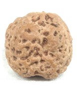 Rare Collector Size Nirakar (0 Mukhi) Rudrkasha - Nepal Bead - IGL Certi... - $4,541.46 MXN