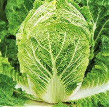 USA SELLER Matsushima Chinese Napa Cabbage Asian Vegetable Green Bok Choy Free S - £9.52 GBP