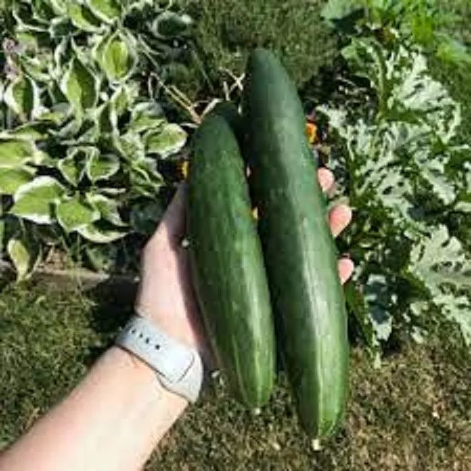 25 Seeds Aonaga Jibai Cucumbers Edible Fresh Seeds USA Seller - £9.66 GBP