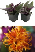 Live Plant 2 Live Plants Purple Passion 3&quot; Pots Erotic Gynura Indoors Houseplant - £42.35 GBP