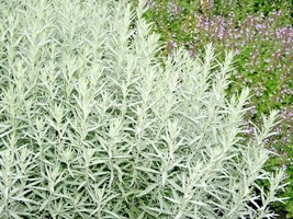 SGHOST 300 Prairie Sage Flower Seeds White Sagebrush Perennial Native Wildflower - $10.61