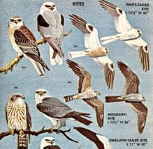 Kites Birds Of Prey Varieties And Types 1966 Color Bird Art Print Nature... - $366.80 MXN