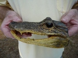 (G-Def-40) 6-1/8&quot; Deformed Gator Alligator Aligator Head Teeth Taxidermy Weird - £55.29 GBP