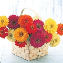 USA SELLER 50 Zinnia Seeds Zinnia Sun Formula Mix Cut Flower Seeds - $19.64