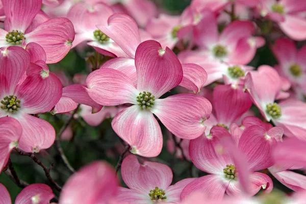 Cornus Florida Rubra Tree 10 Seeds Pink Flowering Cold Hardy Native Dogwood - £8.97 GBP