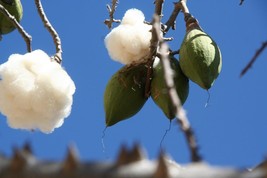 Kapok Tree - Cotton Tree - Ceiba pentandra - 5+ seeds - W 176 - £1.58 GBP