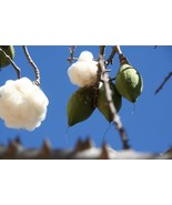 Kapok Tree - Cotton Tree - Ceiba pentandra - 5+ seeds - W 176 - £1.55 GBP