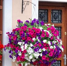 50 seeds, Petunia mix seeds, annual - $5.50